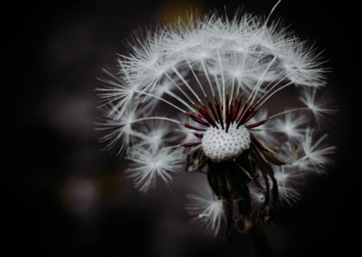 Dandelion, still life, still life photography, photography, fine art photography, dramatic lighting still life, low key photo, dandelion on dark background