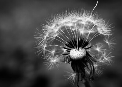 Dandelion black and white, dandelion puff, dandelion, dandelion close up, dandelion portrait, closeup photo, closeup photography, macro photography, monochrome, monochromatic, black and white dandelion, black and white photo of a dandelion, black and white photography, nature, nature photography