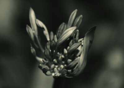 Agapanthus Monochrome, agapanthus buds, flower buds, monochromatic, monochrome flower, agapanthus flower, black and white flower photo, b&w, b&w photography, monochrome photography, nature, nature in black and white, single b&w flower, beautiful b&w flower, growing flower, flora, black & white single flower