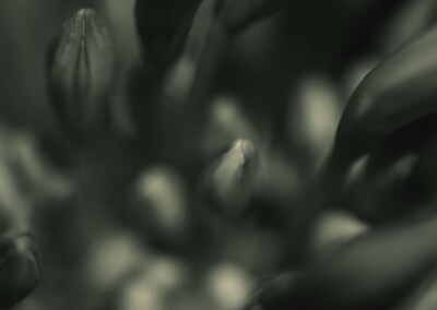 Agapanthus Monochrome, agapanthus buds, flower buds, monochromatic, monochrome flower, agapanthus flower, black and white flower photo, b&w, b&w photography, monochrome photography, nature, nature in black and white, single b&w flower, beautiful b&w flower, growing flower, flora, black & white single flower