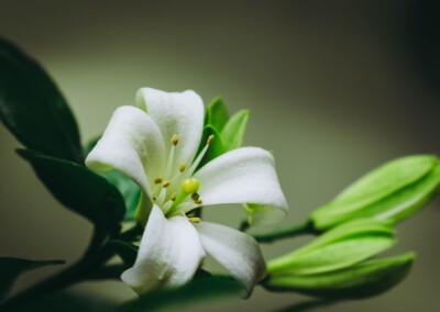 jasmine Flower, white flower, flower photography, nature, close up photography, petal, flower petal