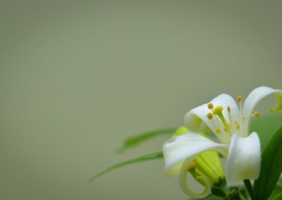 white flower, flower photography, nature, close up photography, petal, flower petal