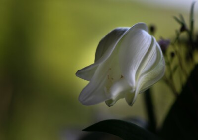 white flower, flower photography, nature, close up photography, bokeh, petal, flower petal