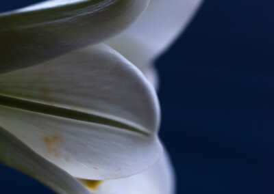 white flower, flower photography, nature, close up photography, petal, flower petal