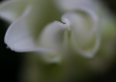 white flower, flower photography, nature, close up photography, bokeh, petal, flower petal