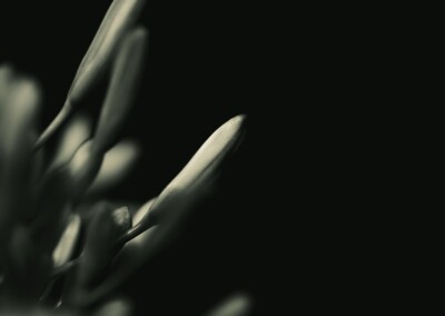 Agapanthus Monochrome, agapanthus buds, flower buds, monochromatic, monochrome flower, agapanthus flower, black and white flower photo, b&w, b&w photography, monochrome photography, nature, nature in black and white, single b&w flower, beautiful b&w flower, growing flower, flora, black & white single flower