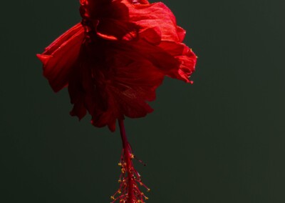 Hibiscus flower, hibiscus, beautiful flowers, flowers, flower photography, fine art photography, morning sunlit flower, single hibiscus flower, twisted flower petals, hanging hibiscus, photography