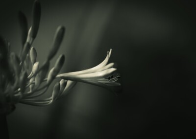 Agapanthus Monochrome, agapanthus buds, flower buds, monochromatic, monochrome flower, agapanthus flower, black and white flower photo, b&w, b&w photography, monochrome photography, nature, nature in black and white, single b&w flower, beautiful b&w flower, growing flower, flora, black & white single flower