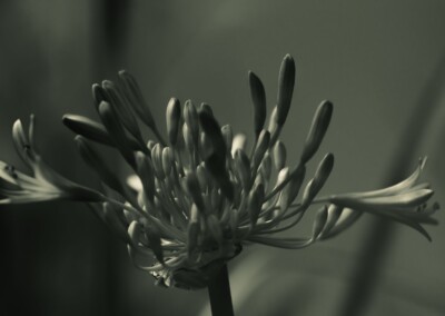 Agapanthus Monochrome, agapanthus buds, flower buds, monochromatic, monochrome flower, agapanthus flower, black and white flower photo, b&w, b&w photography, monochrome photography, nature, nature in black and white, single b&w flower, beautiful b&w flower, growing flower, flora, black & white single flower