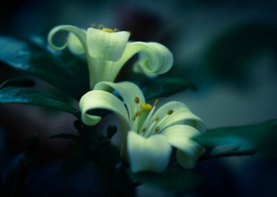 white flower, flower photography, nature, close up photography, bokeh, petal, flower petal