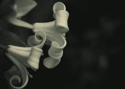 Orange Jasmine, jasmine, jasmine flower, flower minimalist, flower, monochrome flower, monochromatic photo, monochromatic photography, flower photo, single bloom, nature, nature photography, minimalist photography