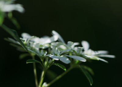 white flower, flower photography, nature, close up photography, bokeh, petal, flower petal
