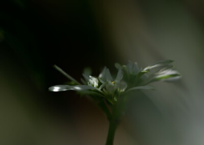 white flower, flower photography, nature, close up photography, bokeh, petal, flower petal