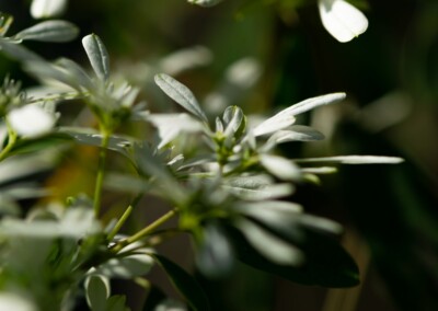 white flower, flower photography, nature, close up photography, bokeh, petal, flower petal