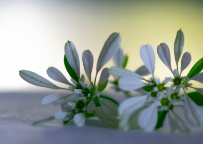 white flower, flower photography, nature, close up photography, bokeh, petal, flower petal