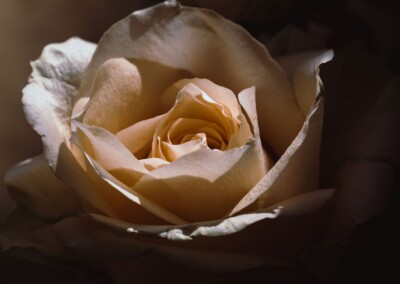 Pink rose, rose, roses, blush pink rose, flower, flowers, flower photography, photography, still-life, still-life photography