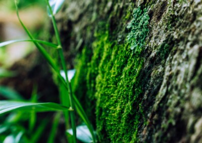 Moss up close, moss, moss on tree trunk, nature up close, nature photography, beautiful moss, mini nature, nature's texture, macro moss, moss covered tree trunk
