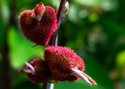 Seed pod close up, seed pod, photography, nature, seeds, nature photography