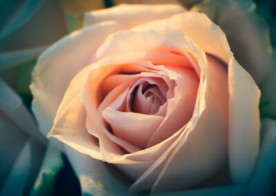 Pink rose, rose, single rose, blush pink rose, flower, flowers, flower photography, photography, still-life, still-life photography