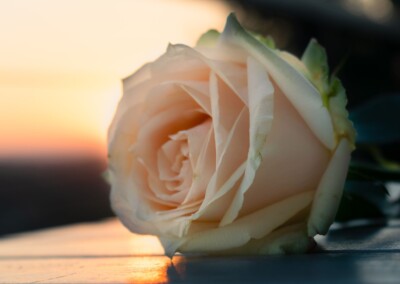 Pink rose, rose, single rose, blush pink rose, flower, flowers, flower photography, photography, still-life, still-life photography