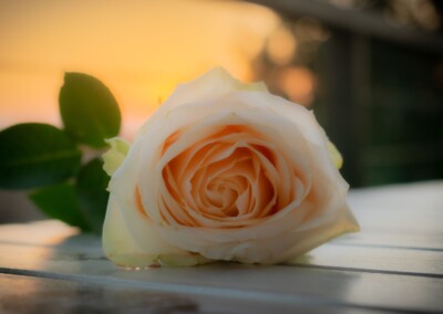 Pink rose, rose, single rose, blush pink rose, flower, flowers, flower photography, photography, still-life, still-life photography