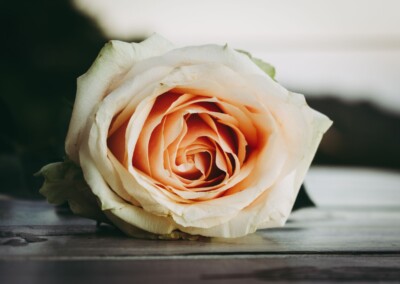 Pink rose, rose, single rose, blush pink rose, flower, flowers, flower photography, photography, still-life, still-life photography