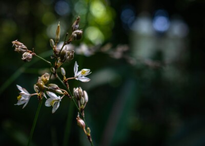 white flower, flower photography, seeds, flower sseds, nature, close up photography, bokeh