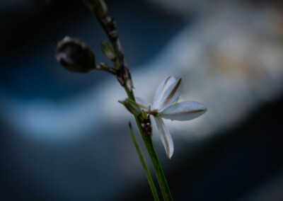 white flower, flower photography, nature, close up photography