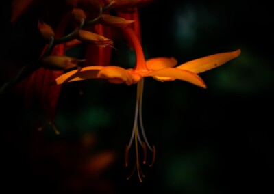 Orange flower, flower photography, flower, nature photography, nature, flower photo, flower petals, petal