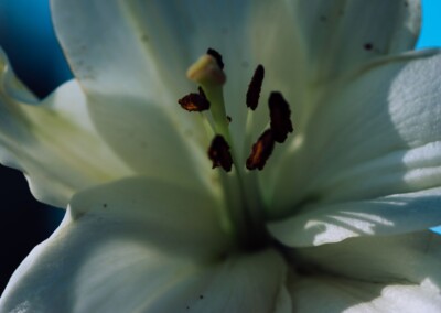 close up of a lily flower petals
