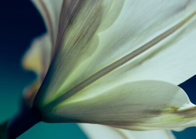 close up of a lily flower petals abstract