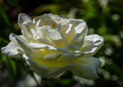 White rose, rose, roses, flower, flowers, flower photography, photography, bokeh, blurry background