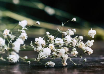 Baby's breath flowers