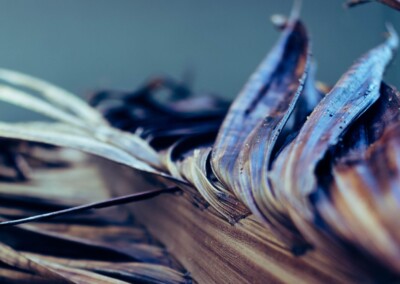 Dried Palm Leaf, withered palm leaf, palm leaf, still life, still life photography, fine art photography, palm fronds