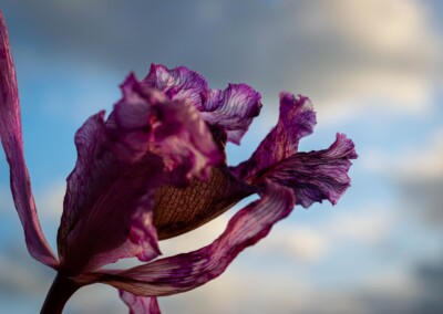 Withered flower, dried flower, flower photography, still life, still life photography, photography, bokeh, bokeh background
