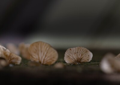 Fungi, nature, mushroom, nature photography, close up photography, macro photography, low key phot