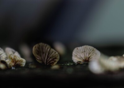 Fungi, nature, mushroom, nature photography, close up photography, macro photography