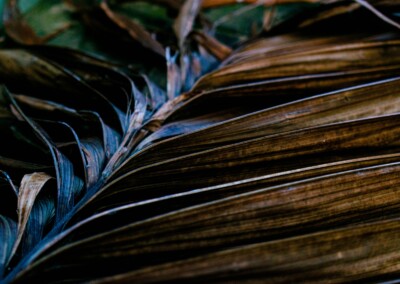 Dried Palm Leaf, withered palm leaf, palm leaf, still life, still life photography, fine art photography