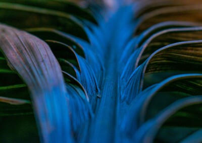Dried Palm Leaf, withered palm leaf, palm leaf, still life, still life photography, fine art photography