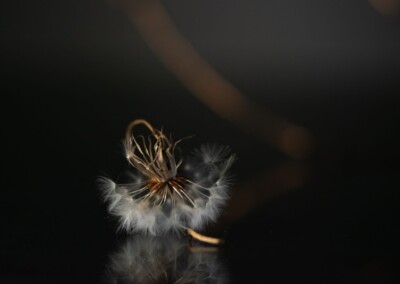 Dandelion, still life, still life photography, photography, fine art photography, reflection, dramatic lighting still life, low key photo, dandelion on dark background