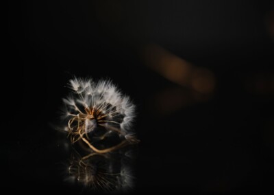 Dandelion, still life, still life photography, photography, fine art, photography, reflection, dramatic lighting still life, low key photo, dandelion on dark background