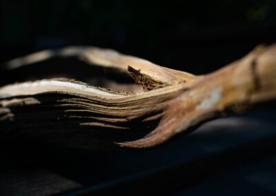 Dried Palm Leaf Pod, withered palm leaf pod, palm leaf pod, still life, still life photography, fine art photography