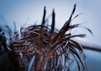 Dried Palm Leaf, withered palm leaf, palm leaf, still life, still life photography, fine art photography