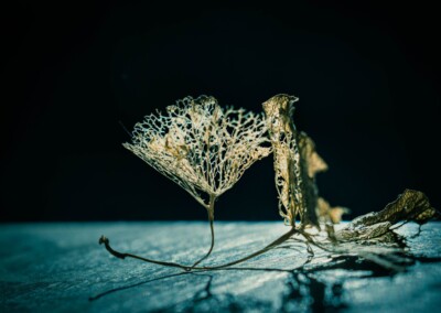 withered petals with dramatic lighting and dark background, hydrangea dried petals, decayed petals, hydrangea withered flowers, decayed flowers, still life, still-life photography