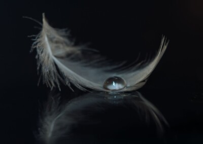Droplet on Feather, feather, droplet, water droplet, reflections, feather and reflection, reflection of feather, still-life, still-life photography