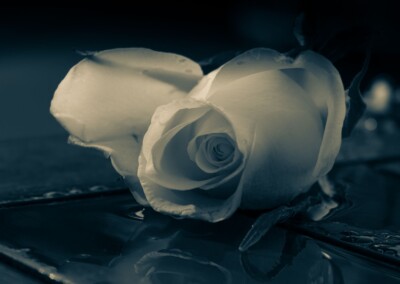 Vintage Style Rose Photo, rose, rose in monochrome, flower, flower photography, monochrome photo of a rose, monochrome photography, still life rose with reflection, still life photography