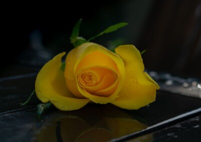 Yellow rose, rose, roses, flower, flowers, flower photography, photography, still-life, still-life photography, rose bud, opening rose, black background, reflections, water reflections