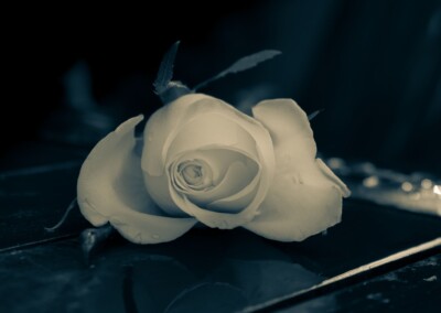 Vintage Style Rose Photo, rose, rose in monochrome, flower, flower photography, monochrome photo of a rose, monochrome photography