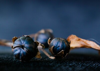 Seed Pods, nature, plants, garden, garden plant, seeds, photography, still-life