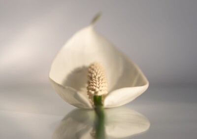 Peace lily with light background and reflections